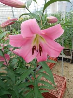 [5529 PO29 Mandano No02.JPG]